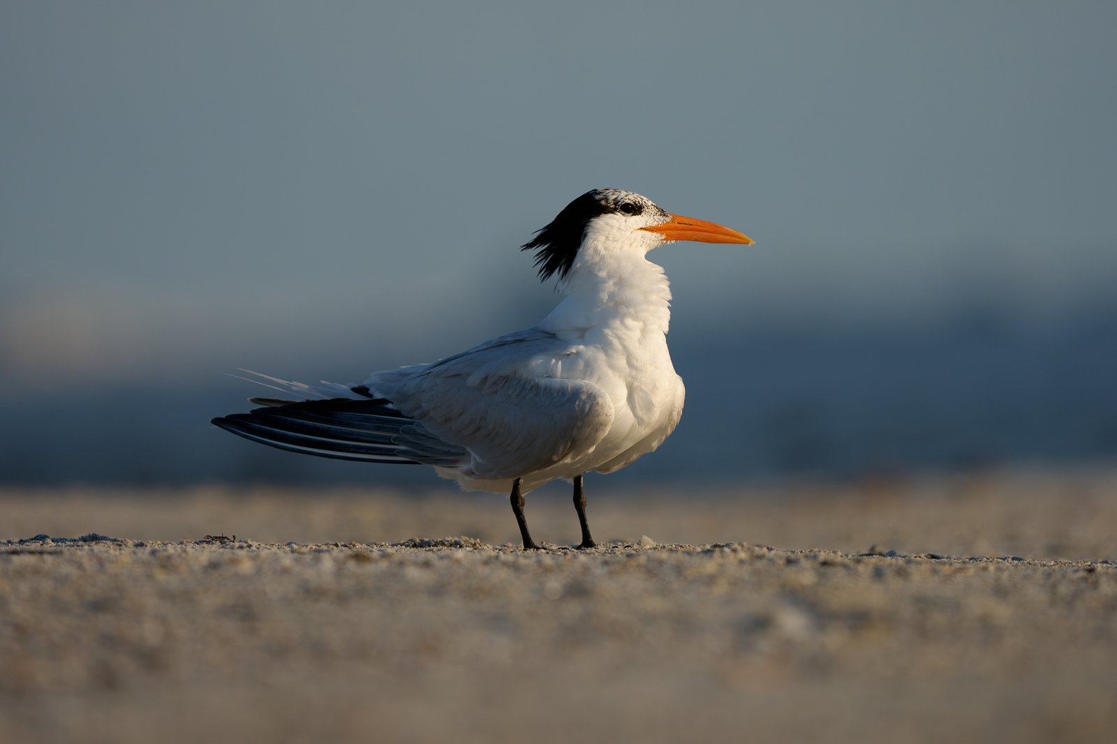 Royal Tern