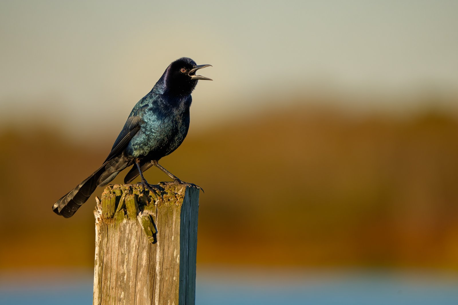 Boat-tailed Grackle