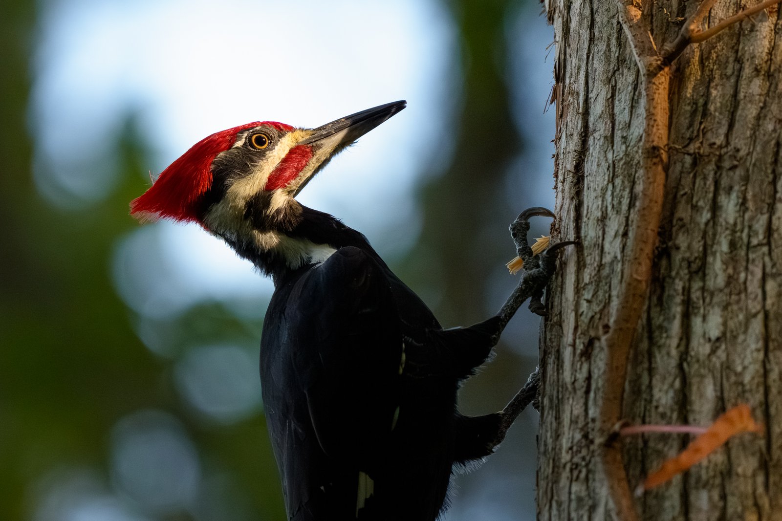 Pileated Woodpecker