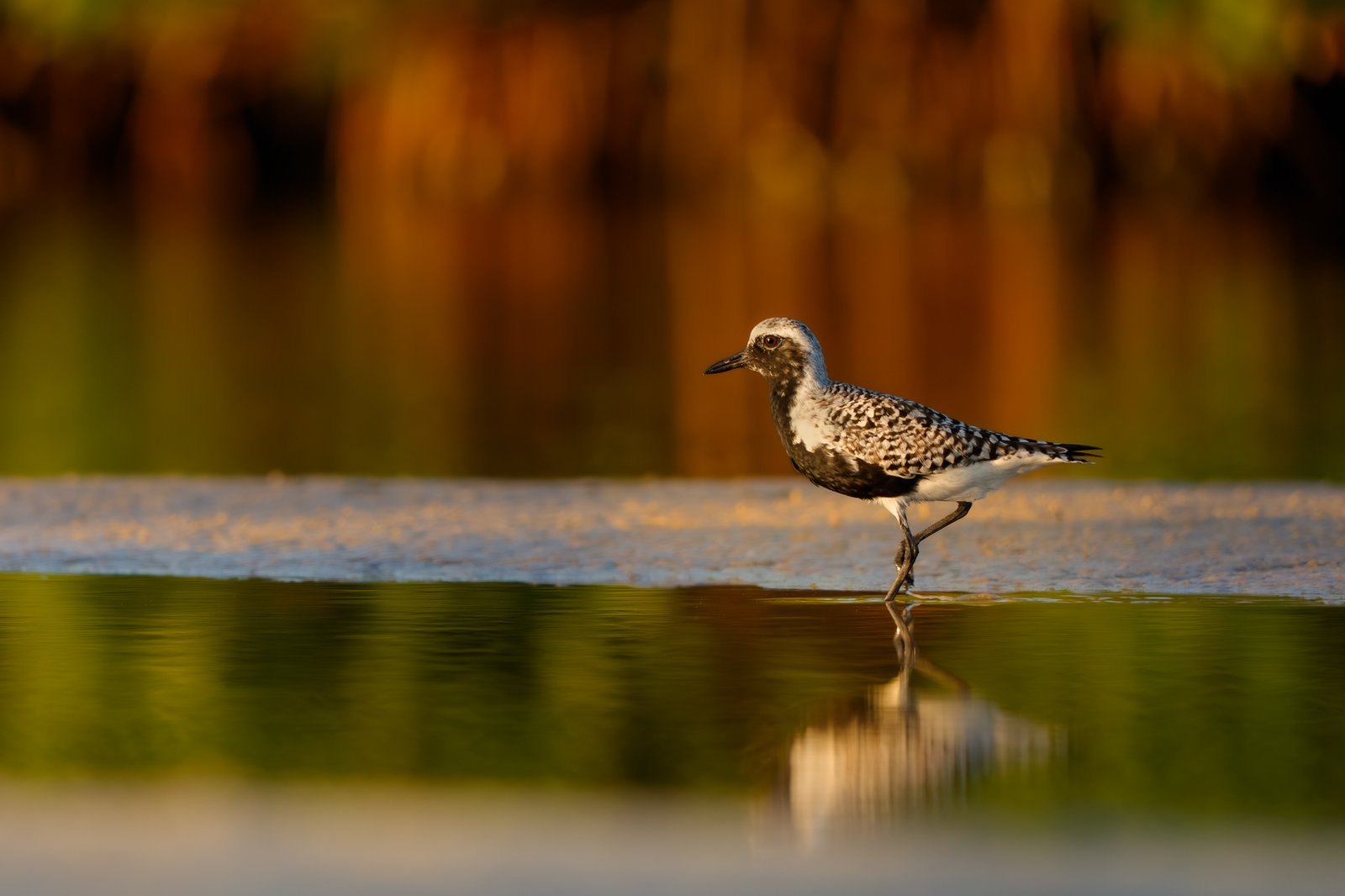 Black-bellied Plover