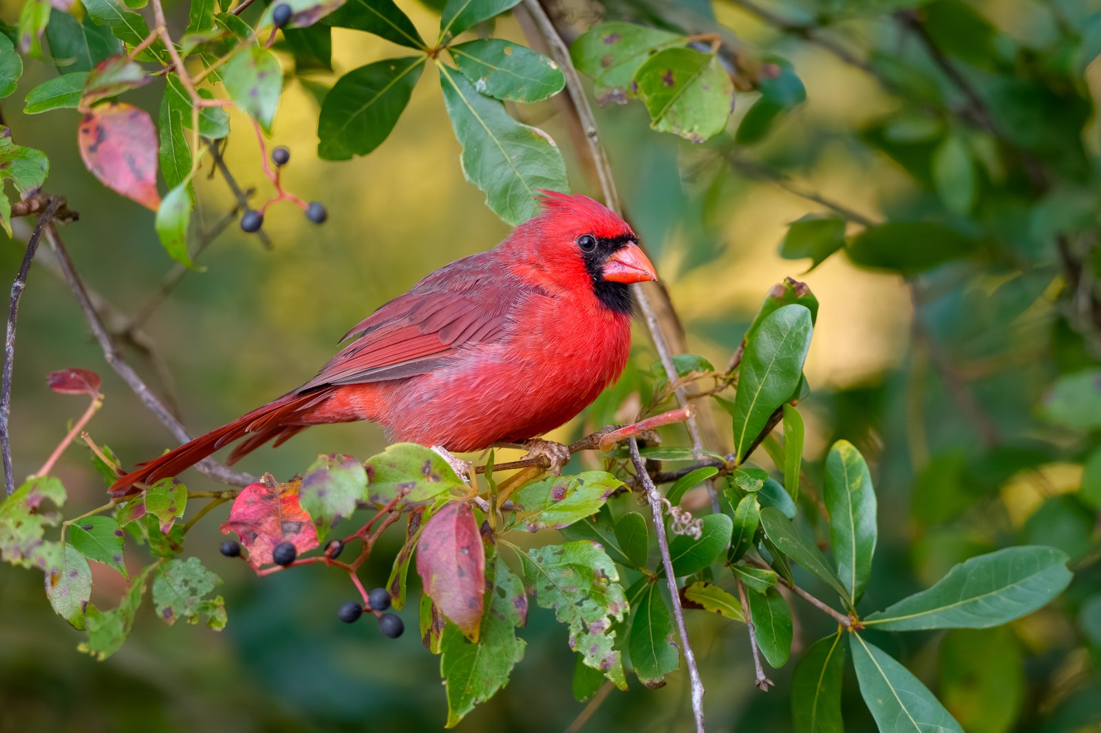Northern Cardinal
