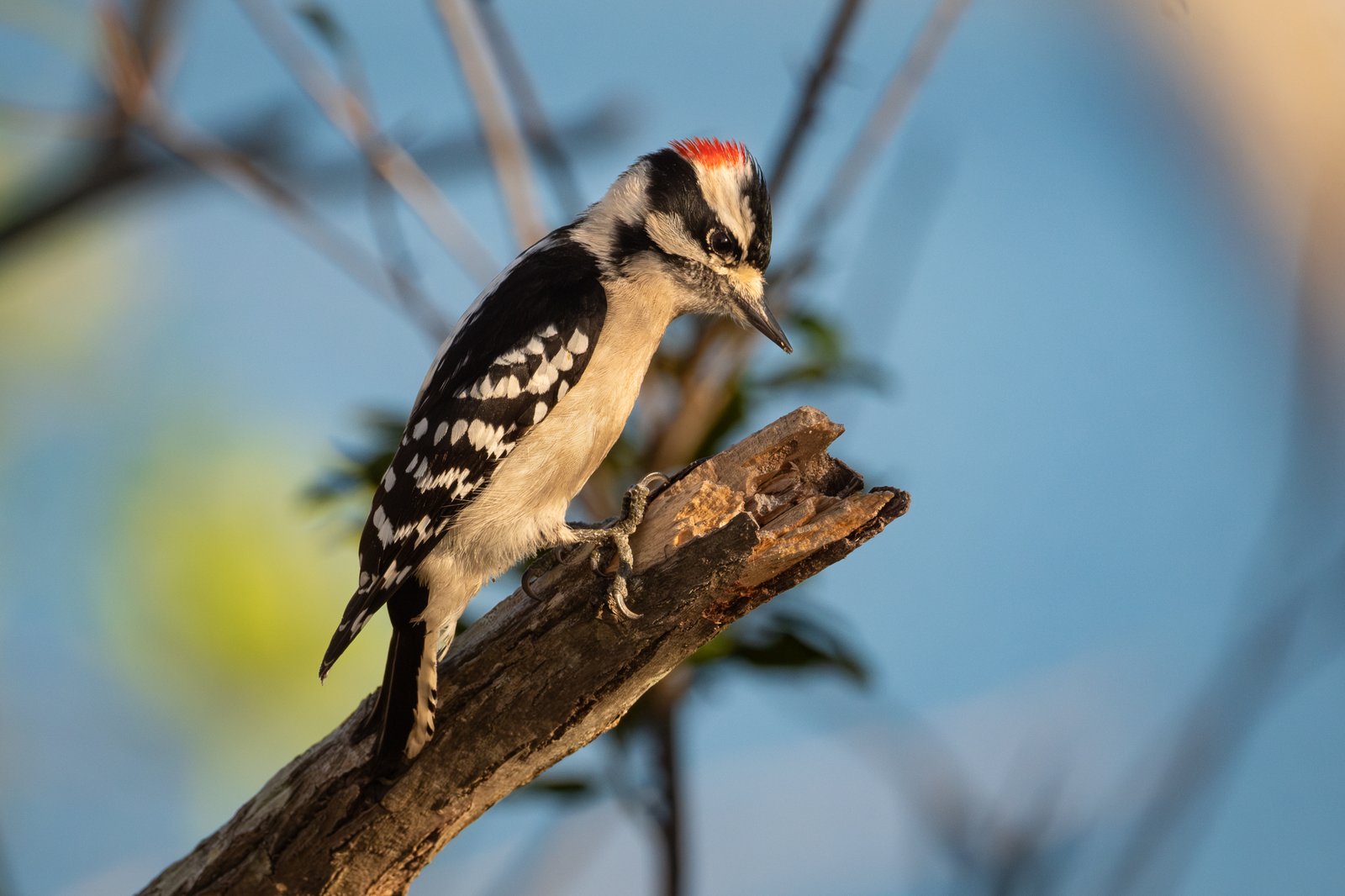Downy Woodpecker