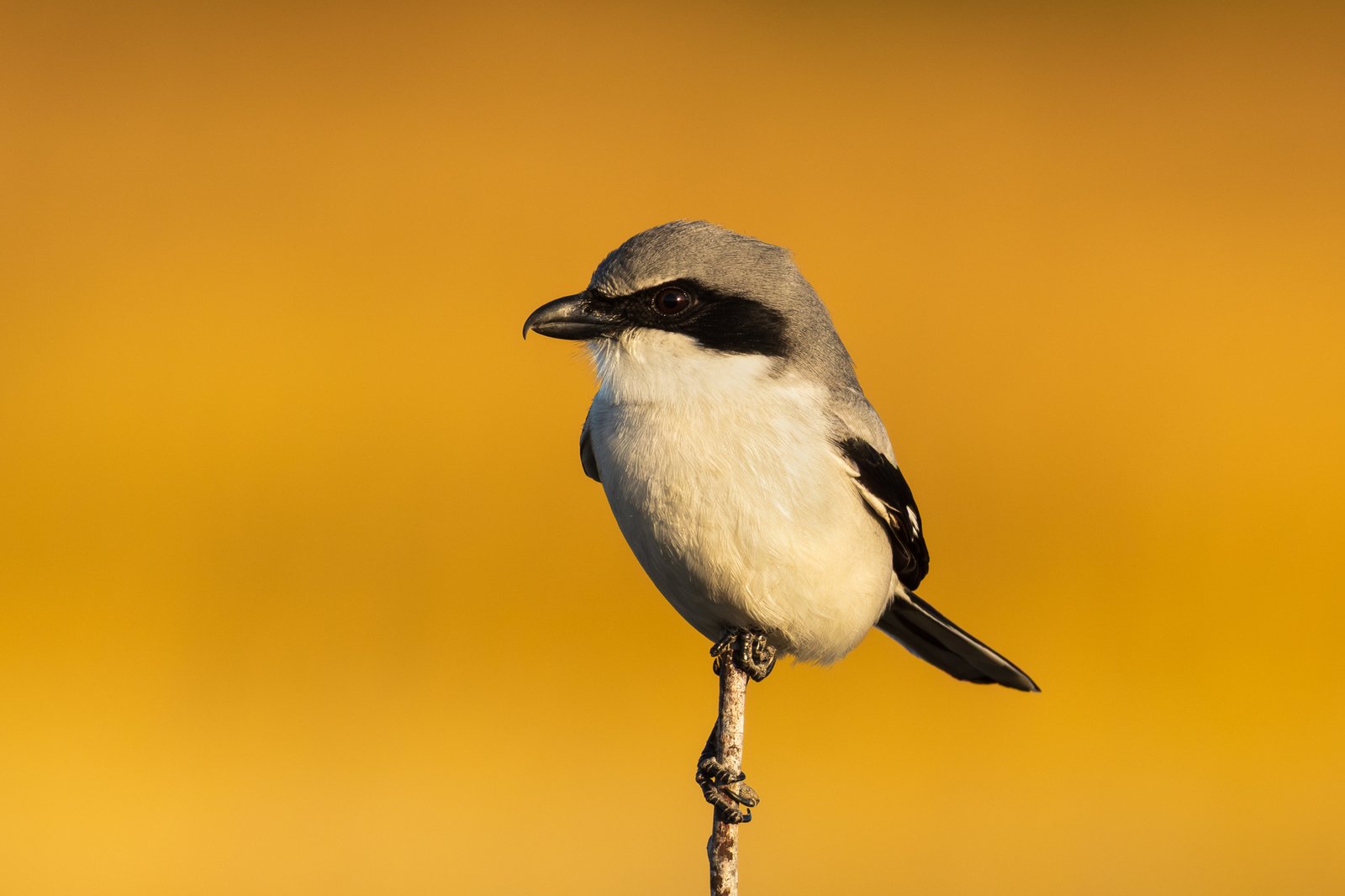 Loggerhead Shrike