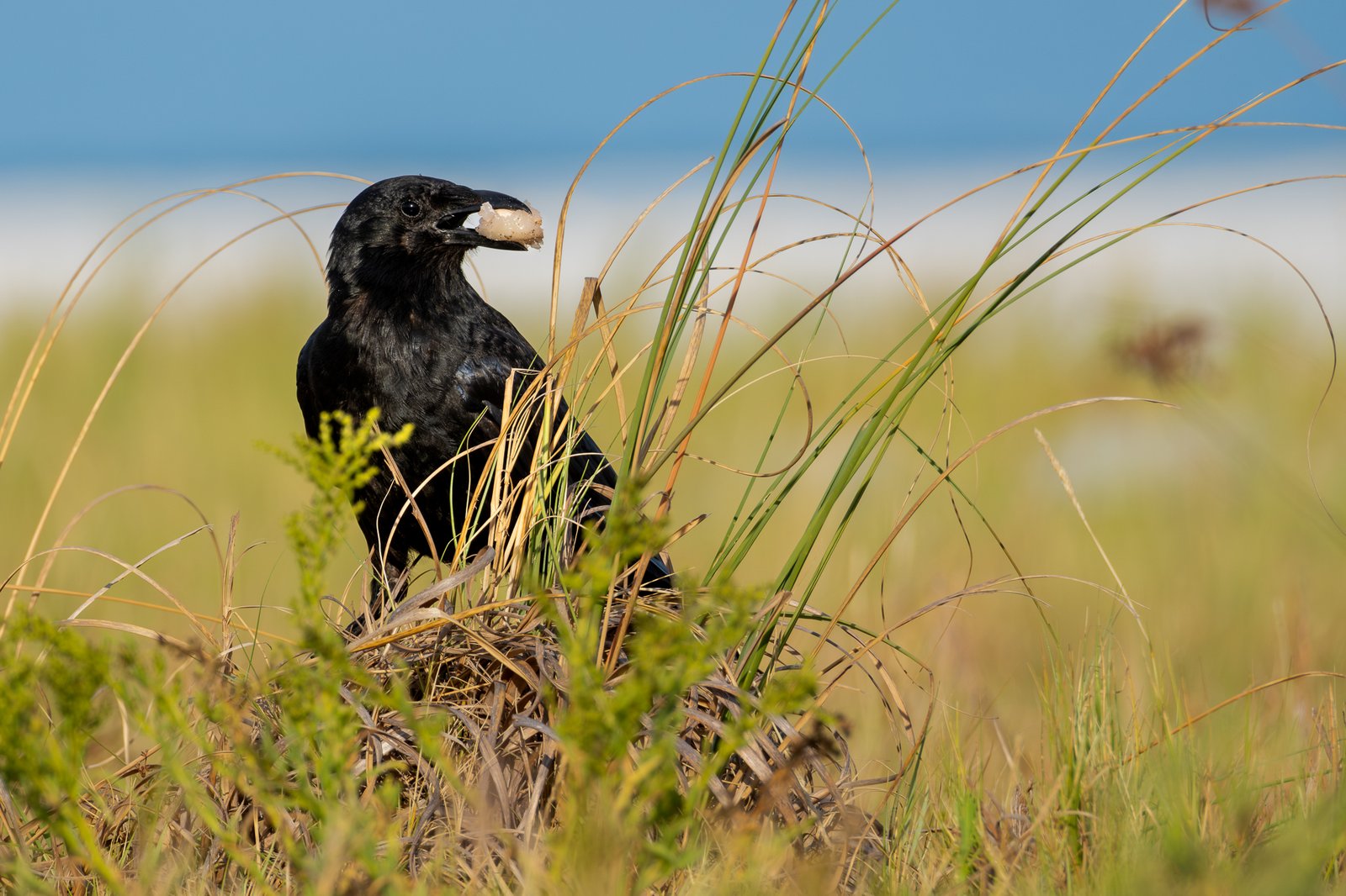 Fish Crow