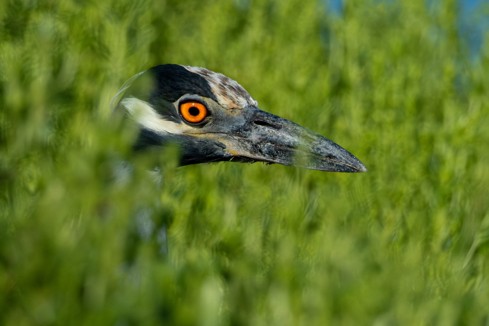 Yellow-crowned Night-Heron