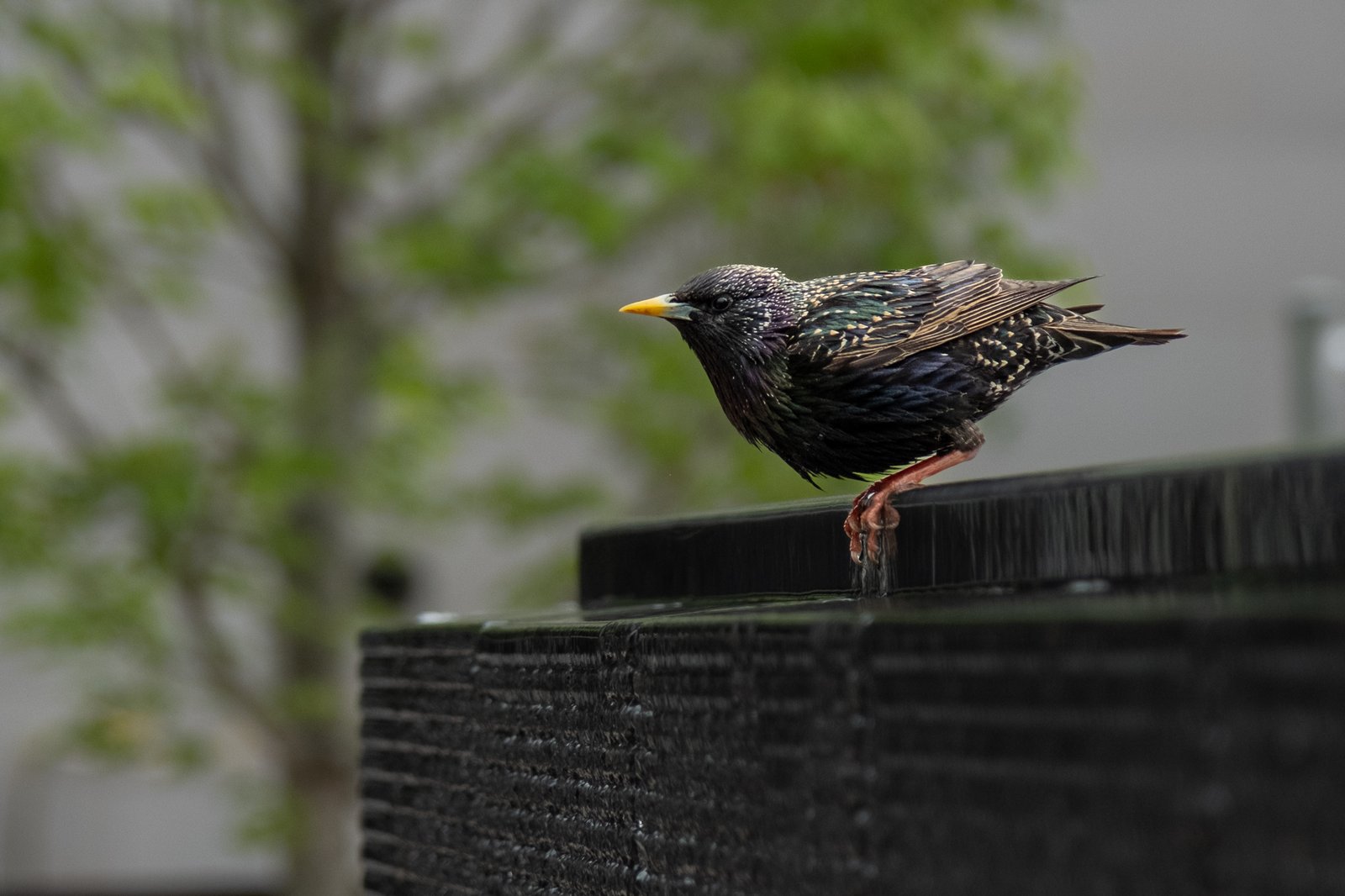 European Starling