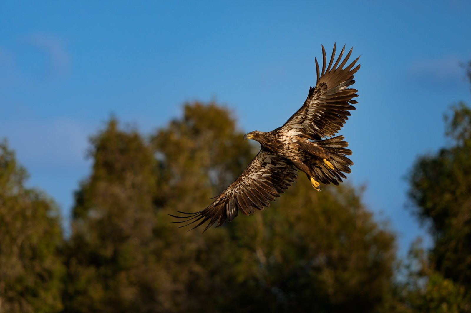 Bald Eagle
