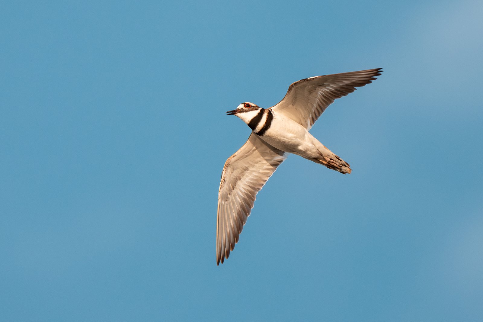 Killdeer