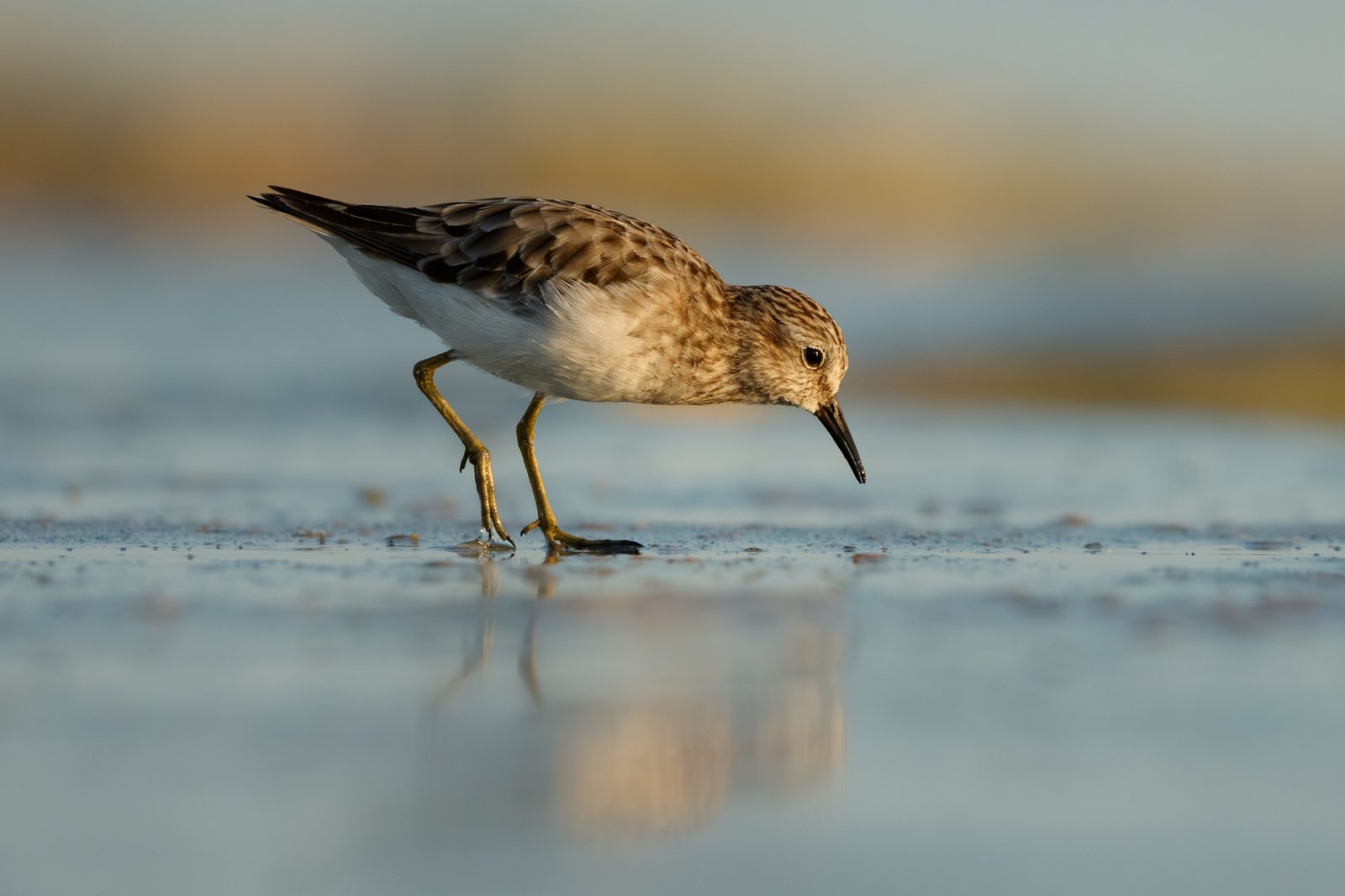Ruddy Turnstone
