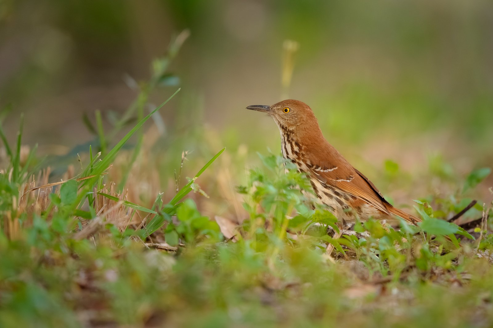 Brown Thrasher