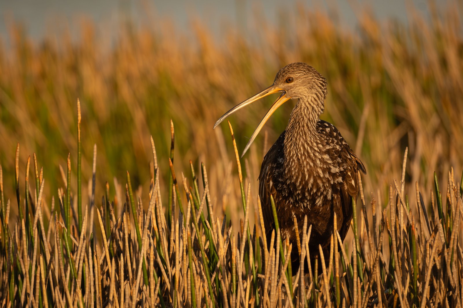 Limpkin
