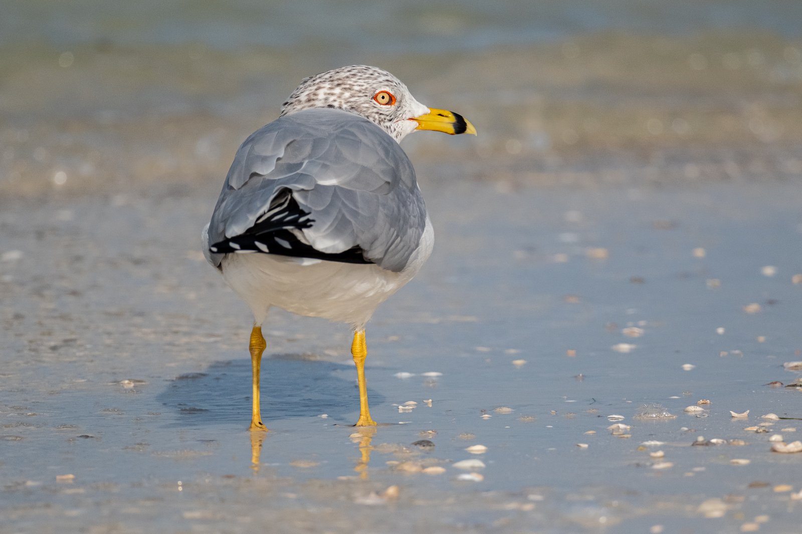 Ring-billed Gull