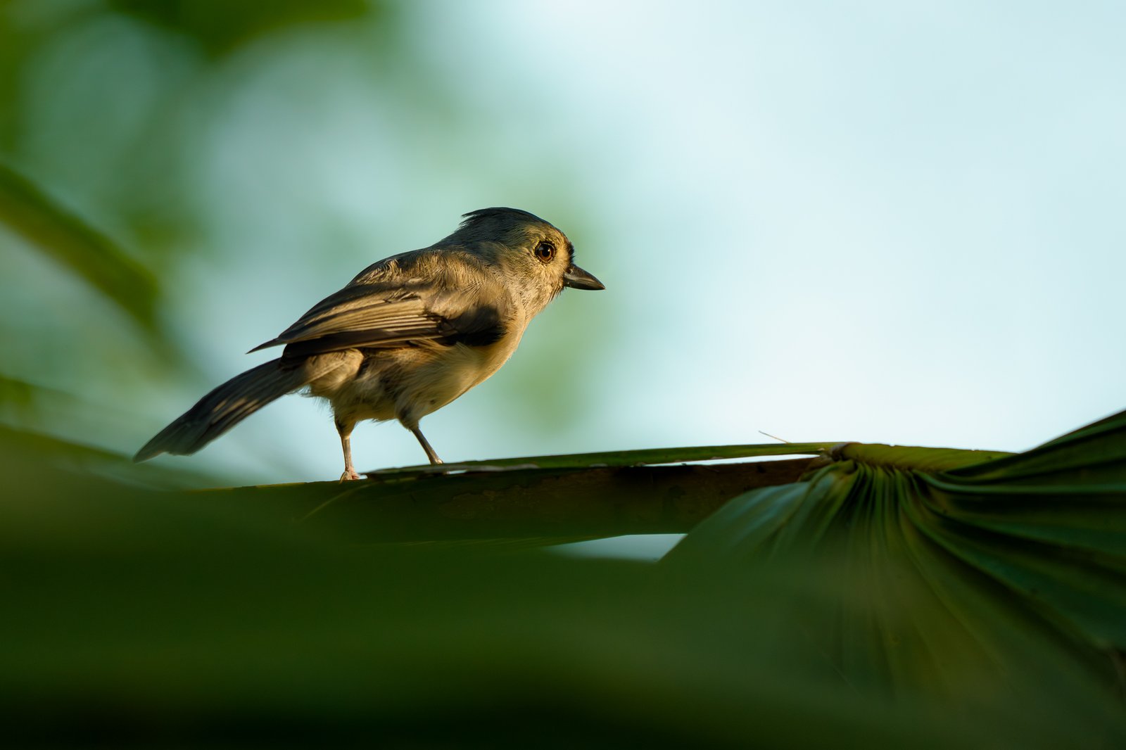 Tufted Titmouse