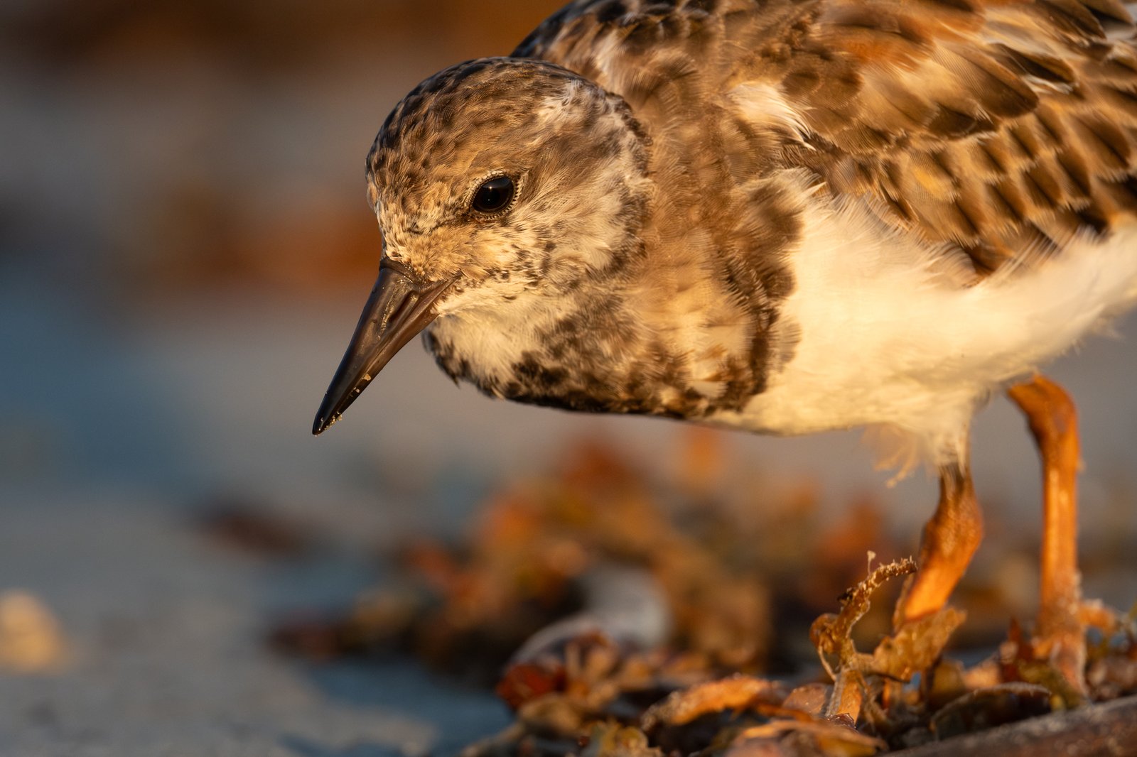 Ruddy Turnstone