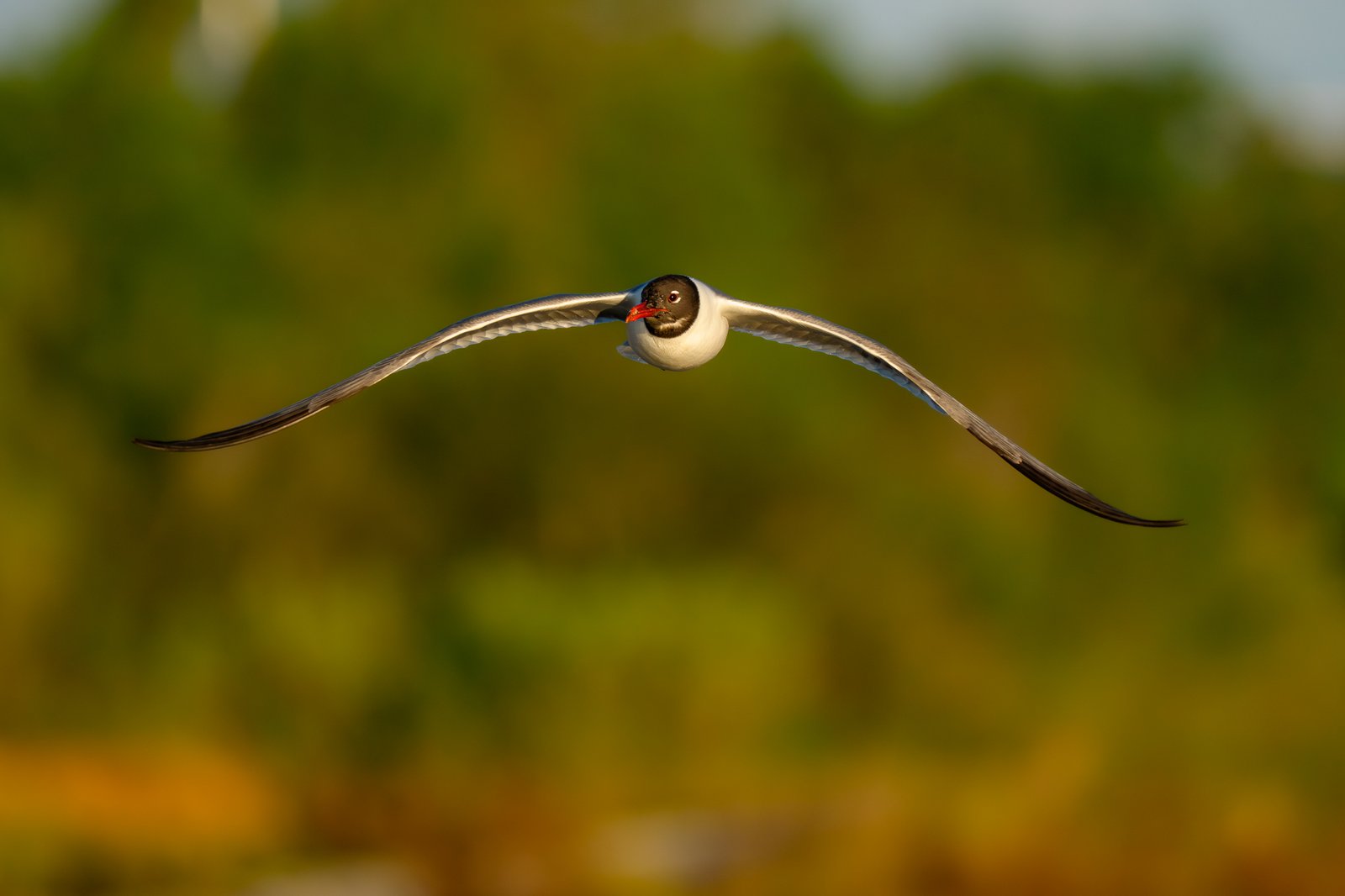 Laughing Gull