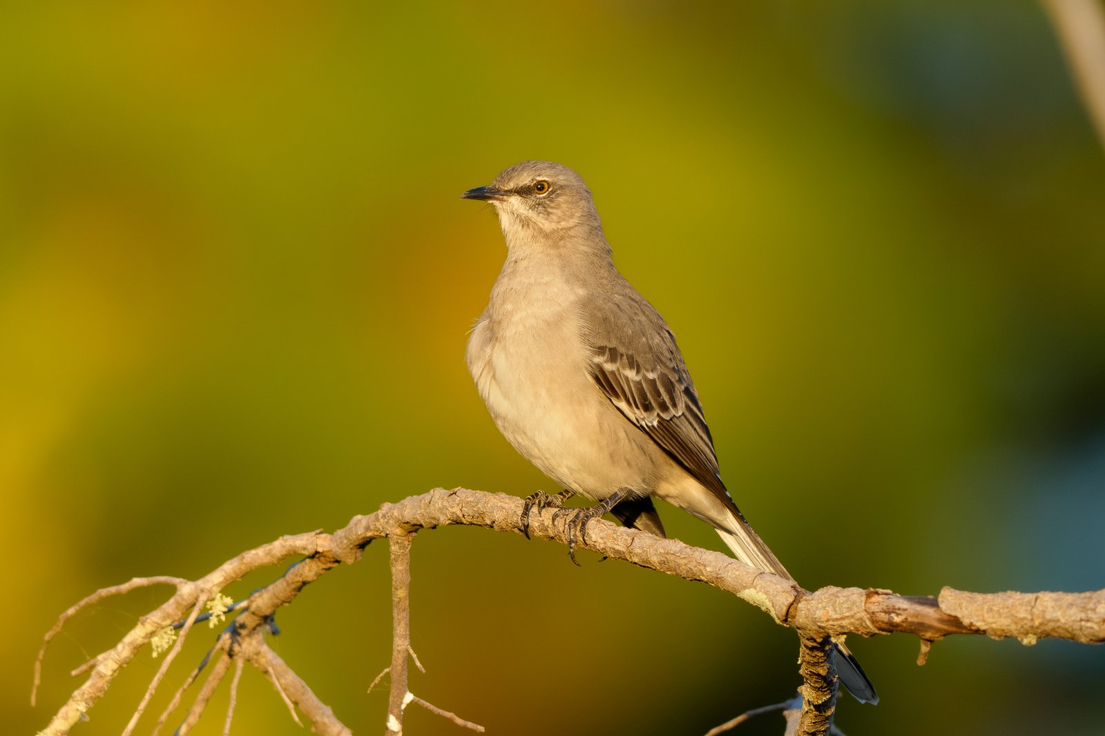 Northern Mockingbird
