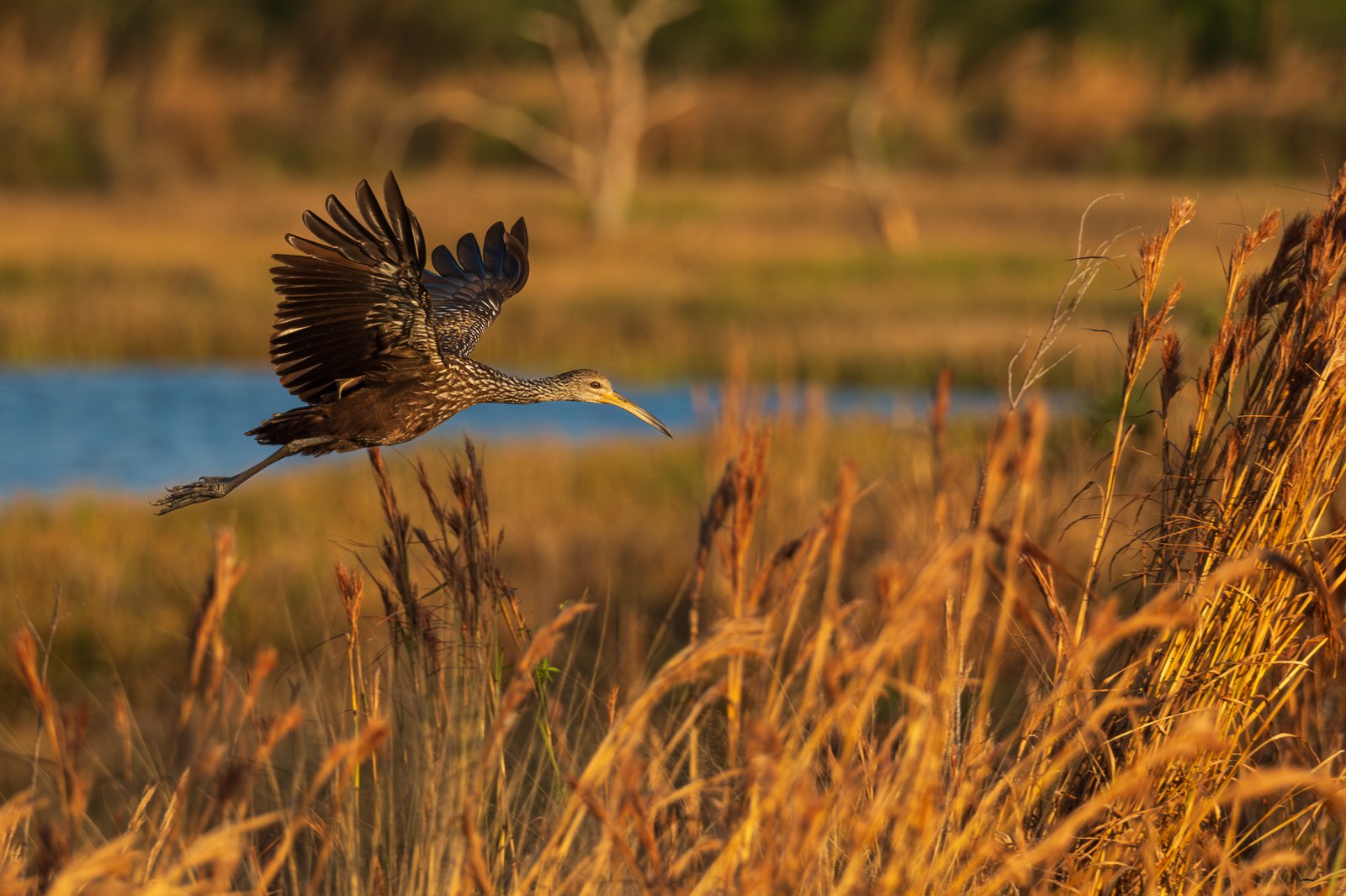 Limpkin