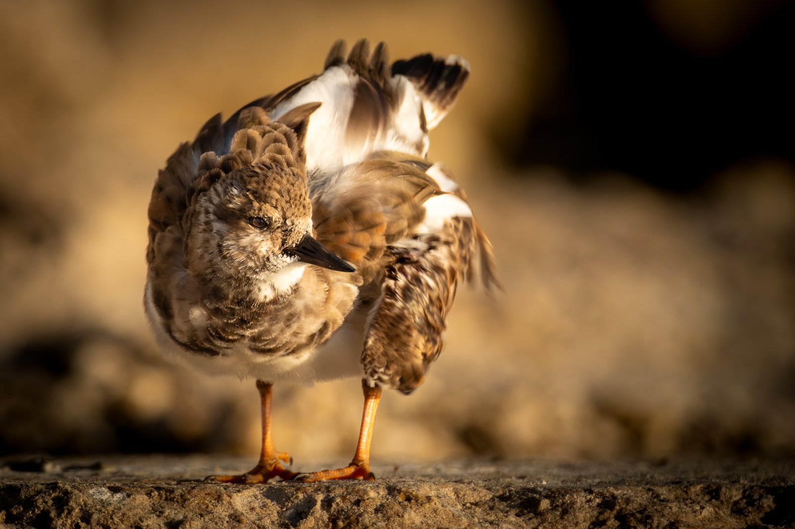 Ruddy Turnstone