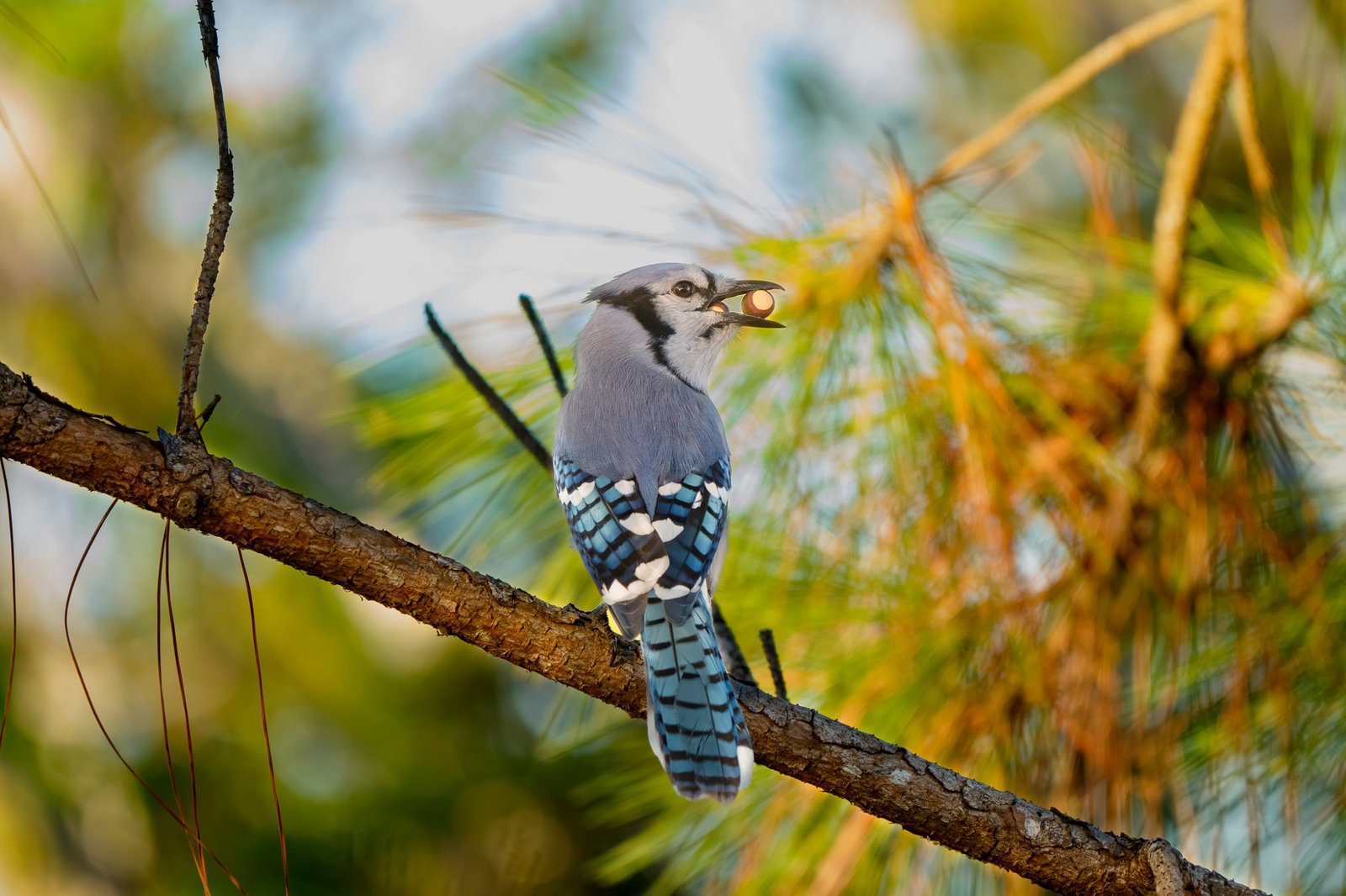 Blue Jay