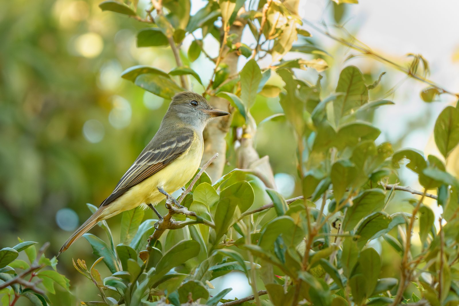 Great Crested Flycatcher