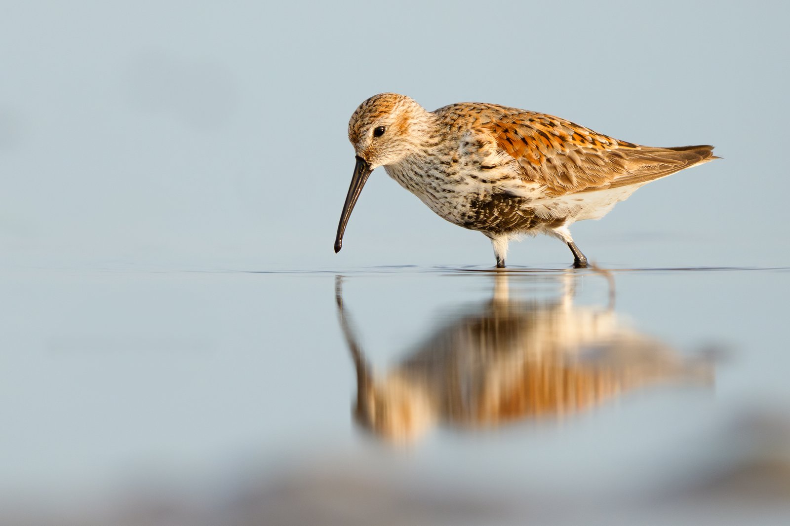 Dunlin