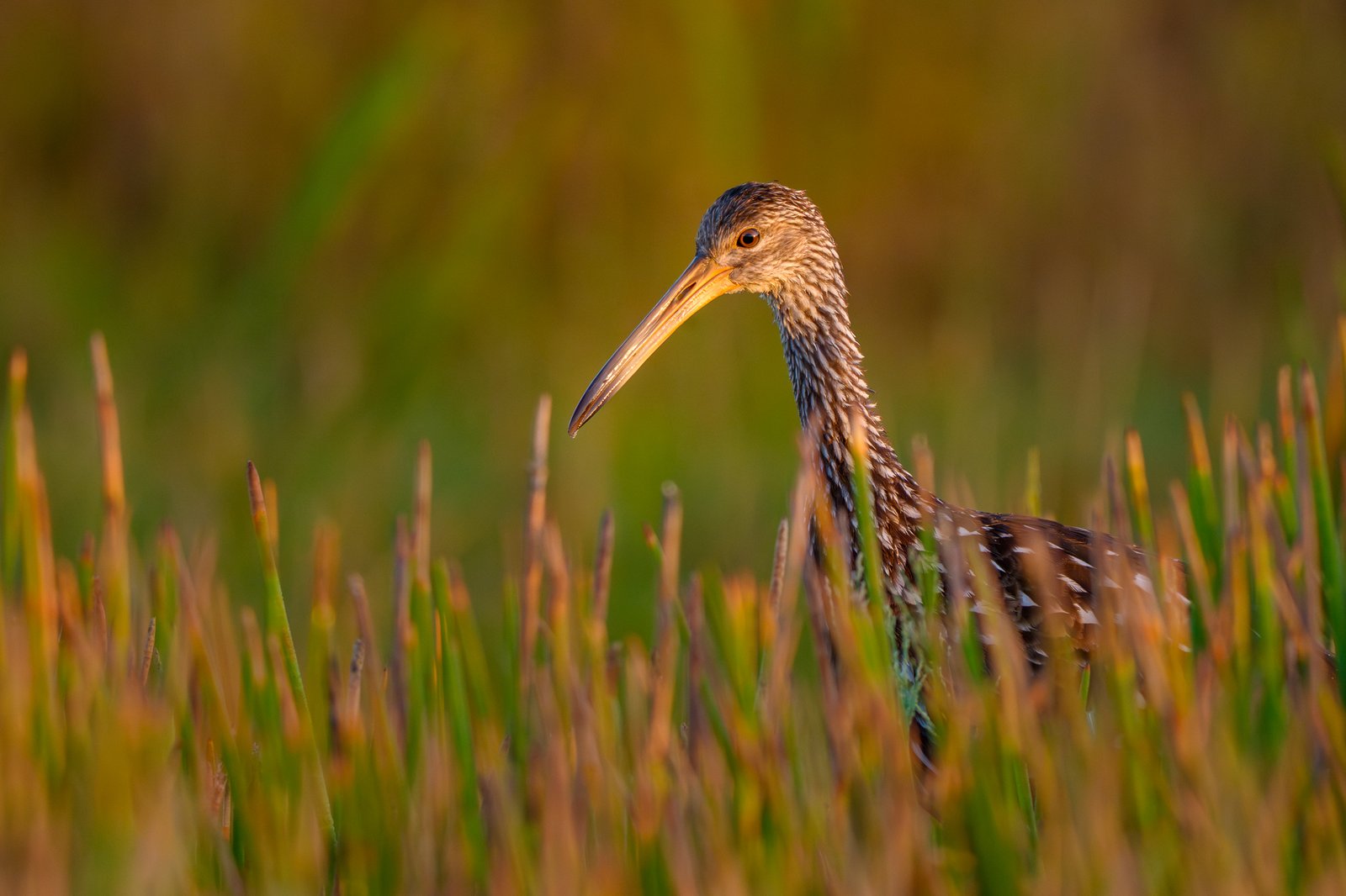 Limpkin