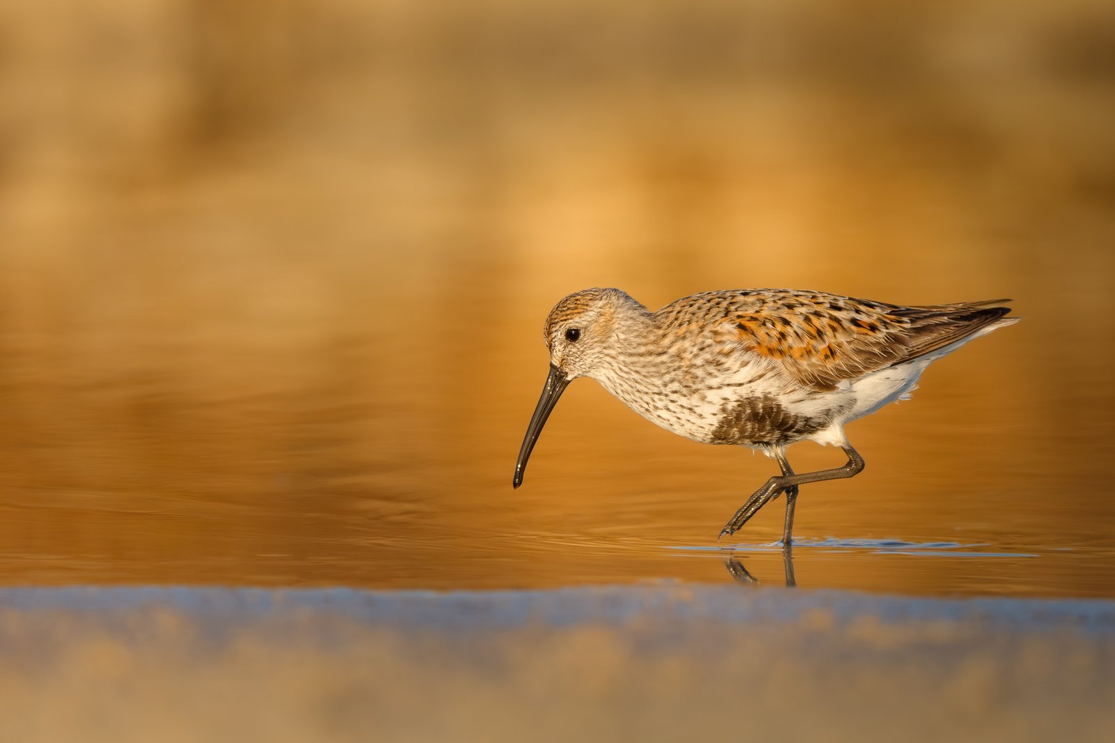 Dunlin