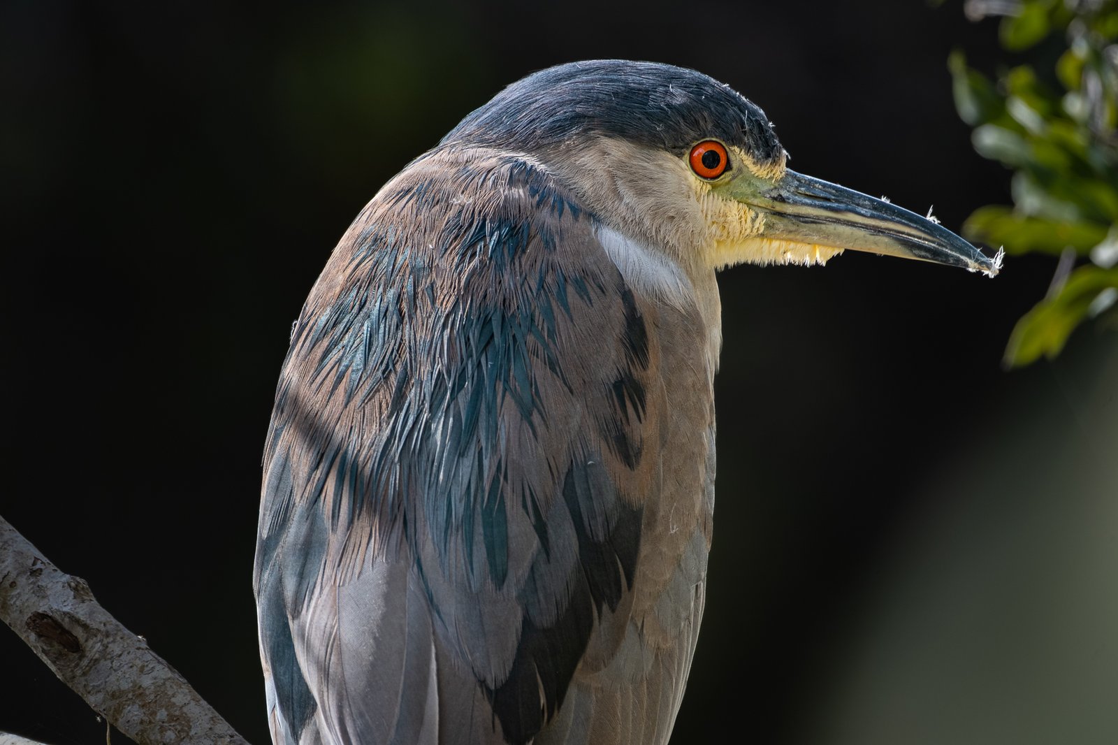 Black-crowned Night-Heron