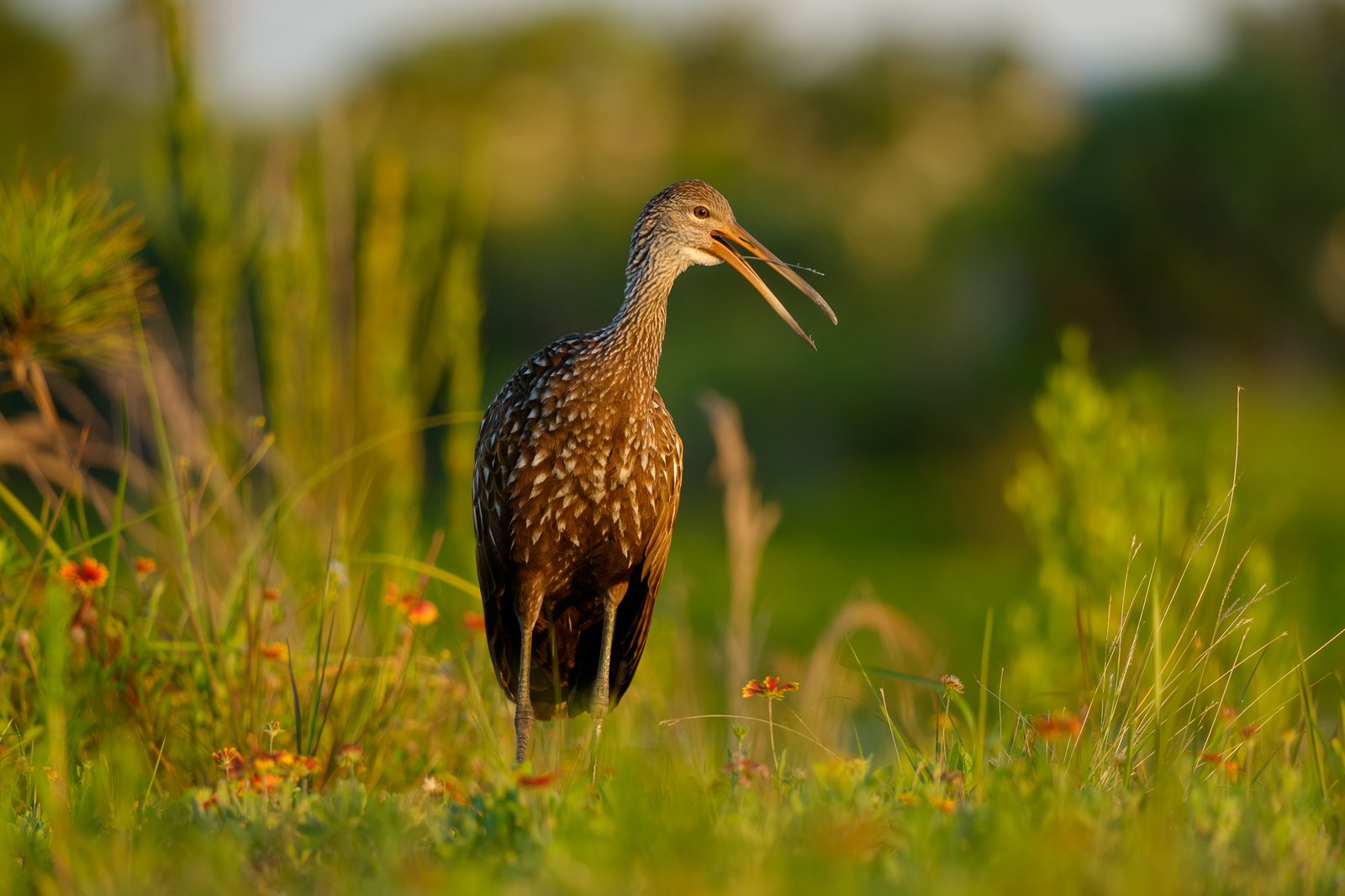 Limpkin