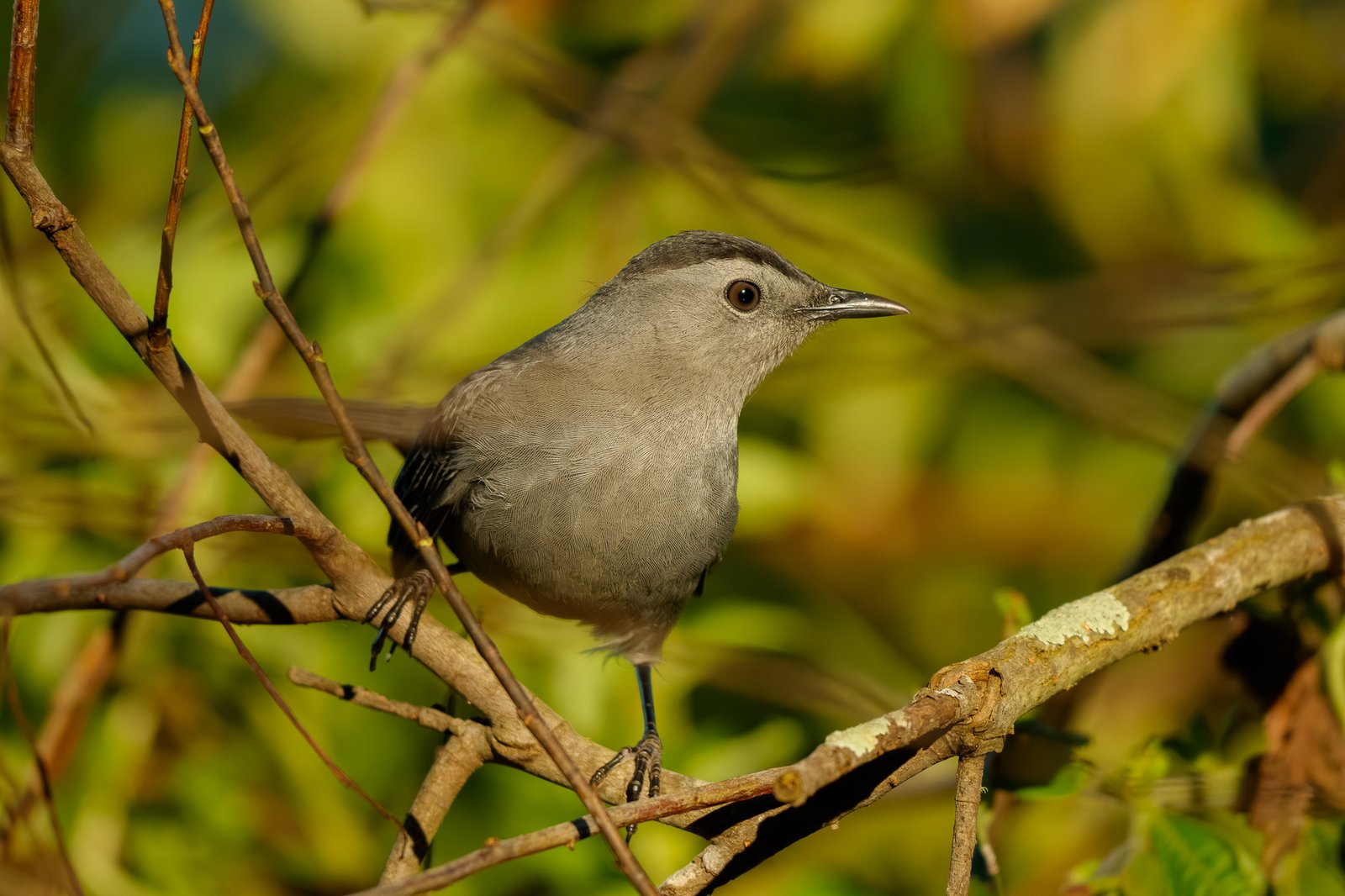 Gray Catbird