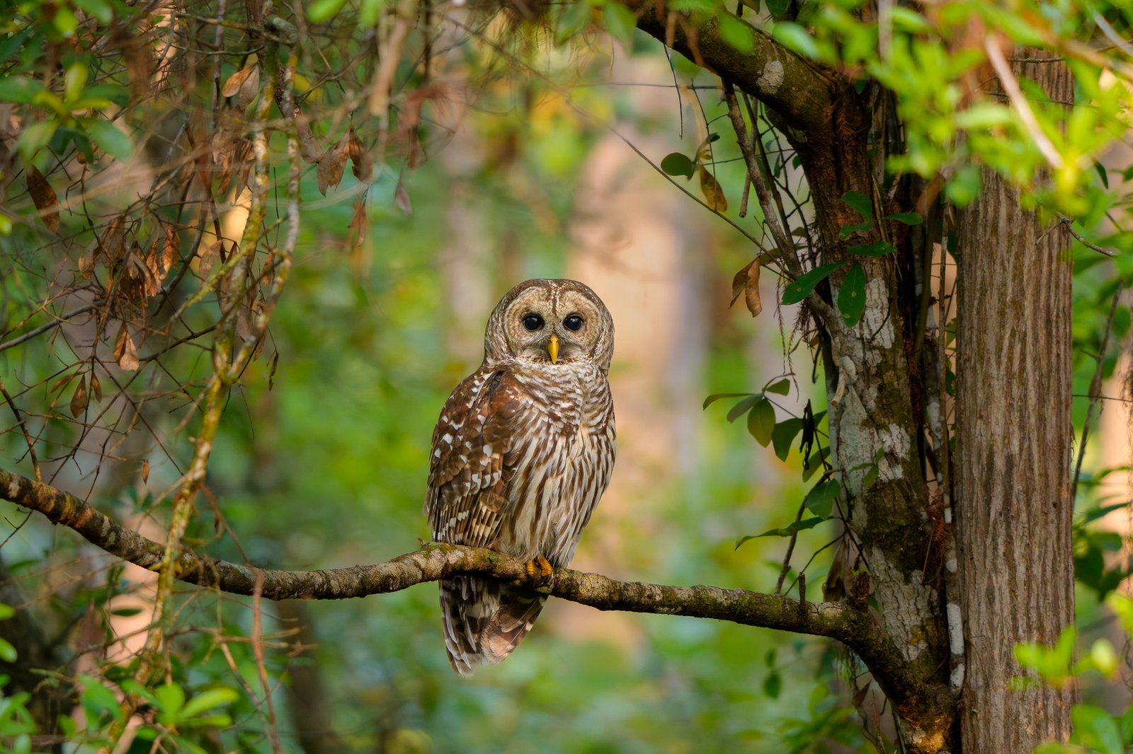 Barred Owl