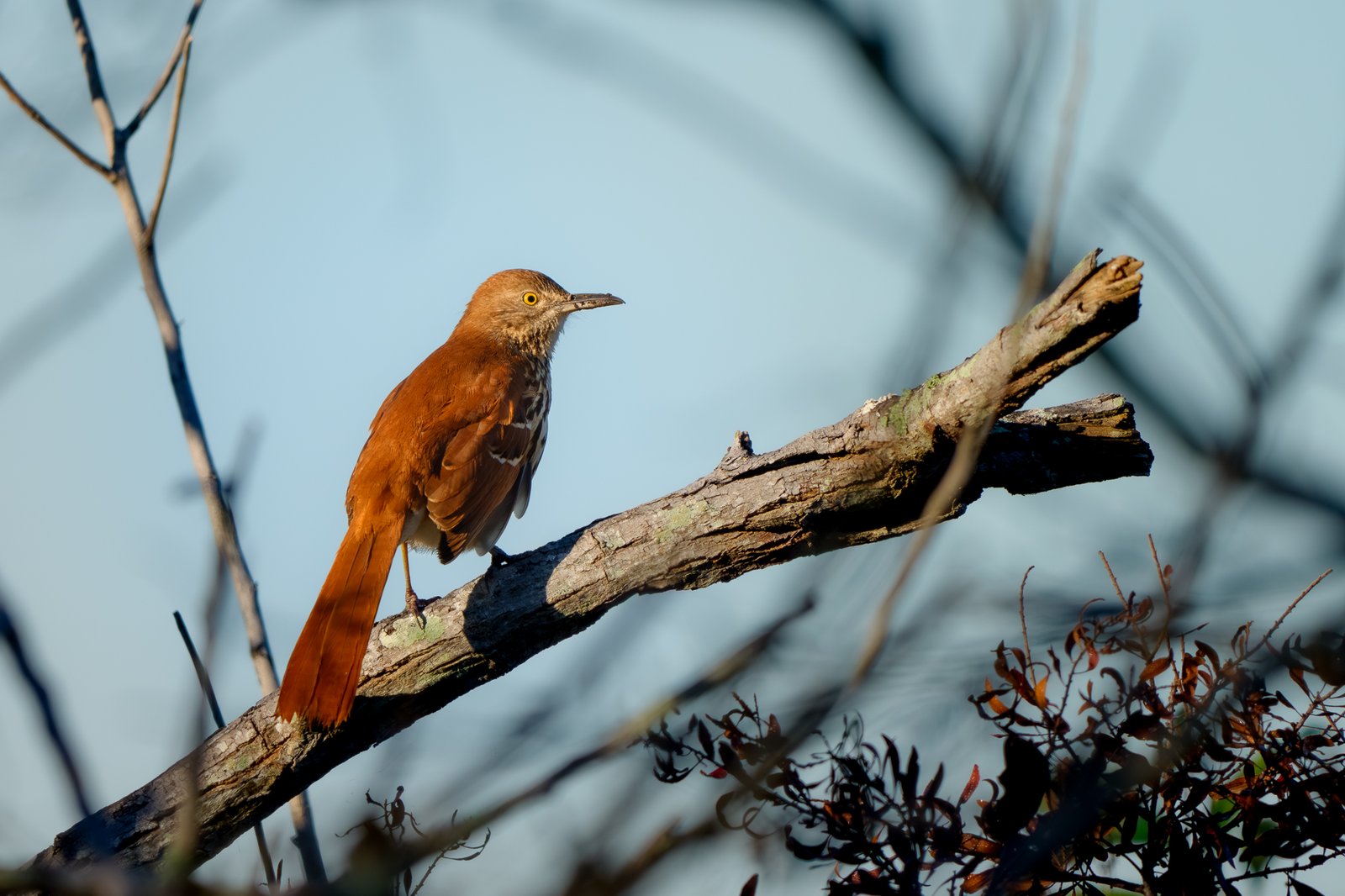 Brown Thrasher