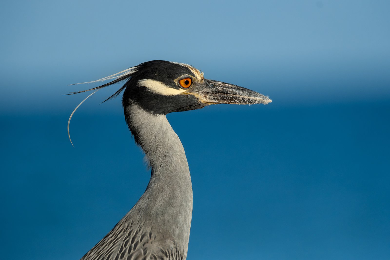 Yellow-crowned Night-Heron