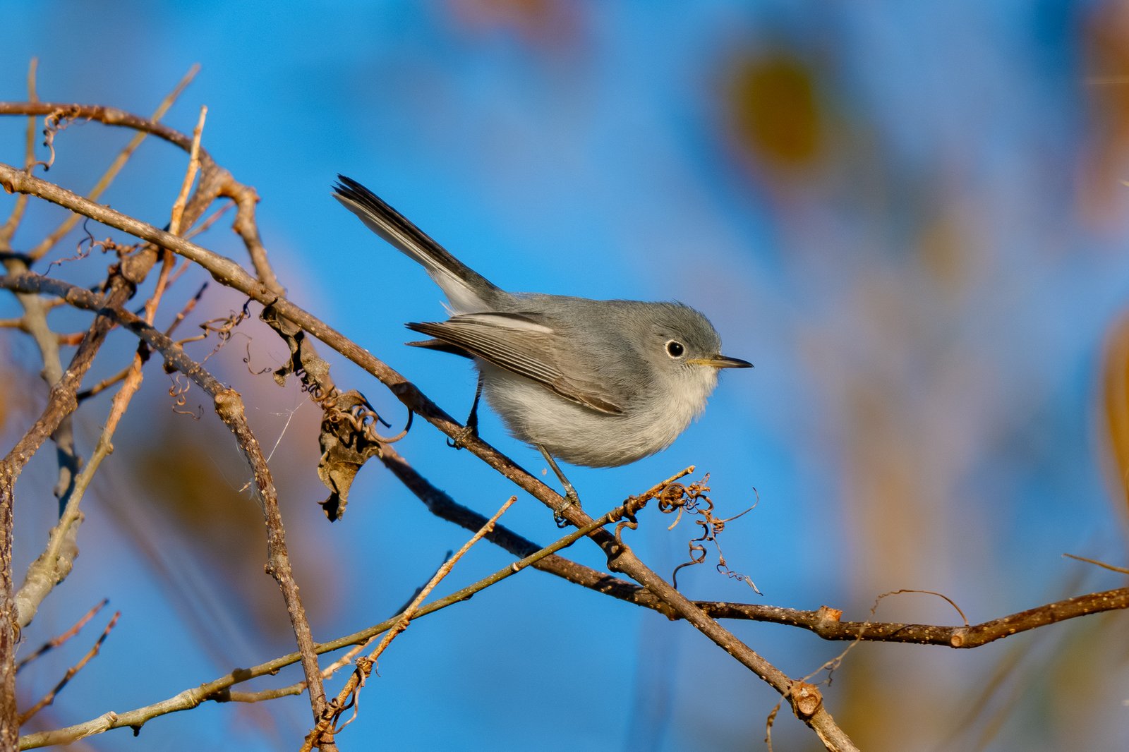 Blue-gray Gnatcatcher