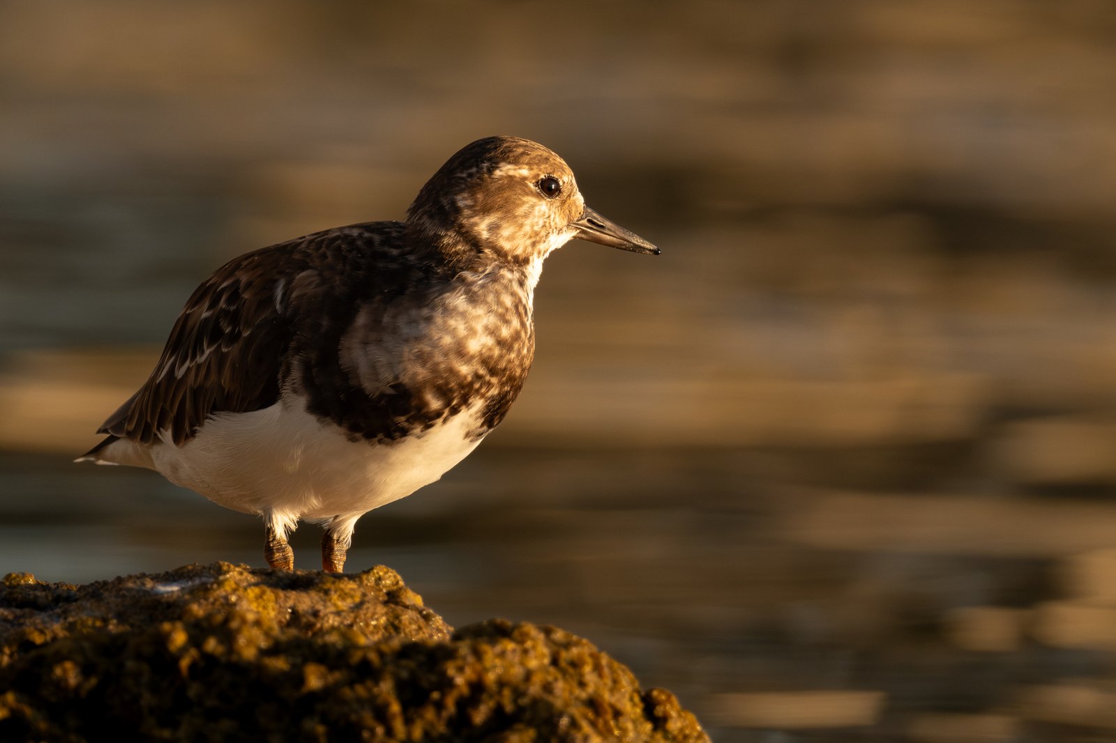 Ruddy Turnstone