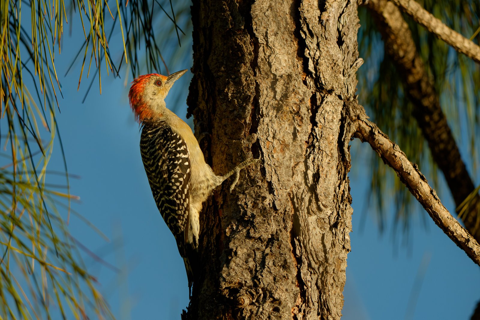 Red-bellied Woodpecker