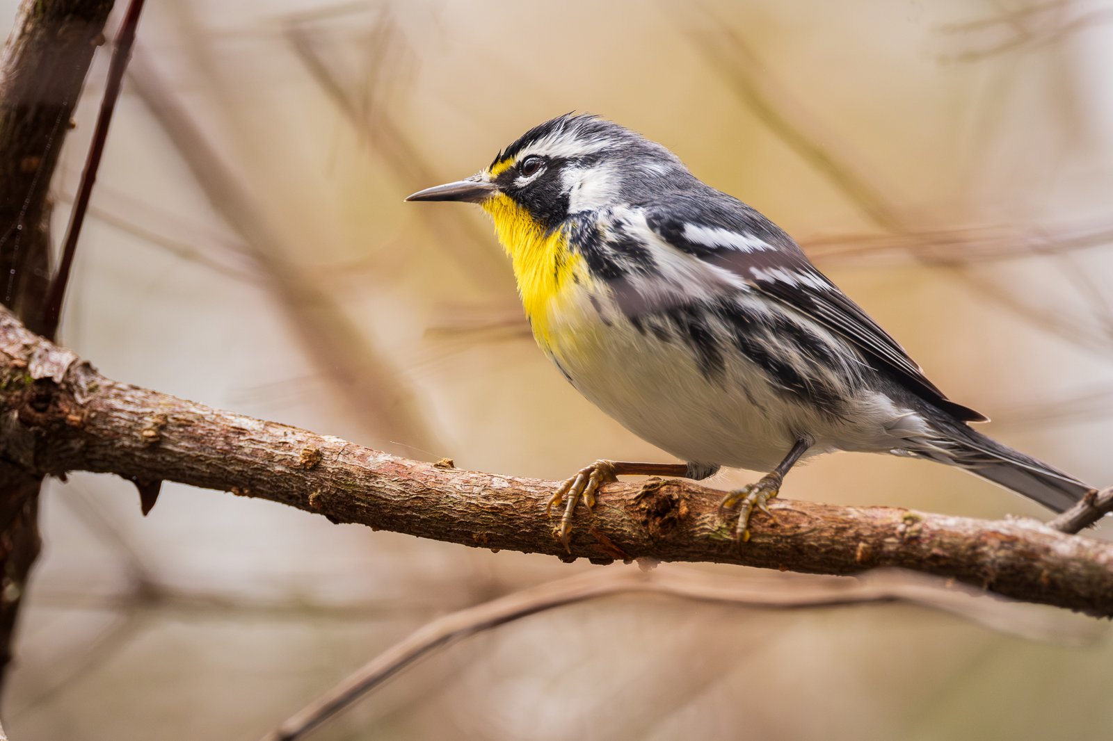 Yellow-throated Warbler