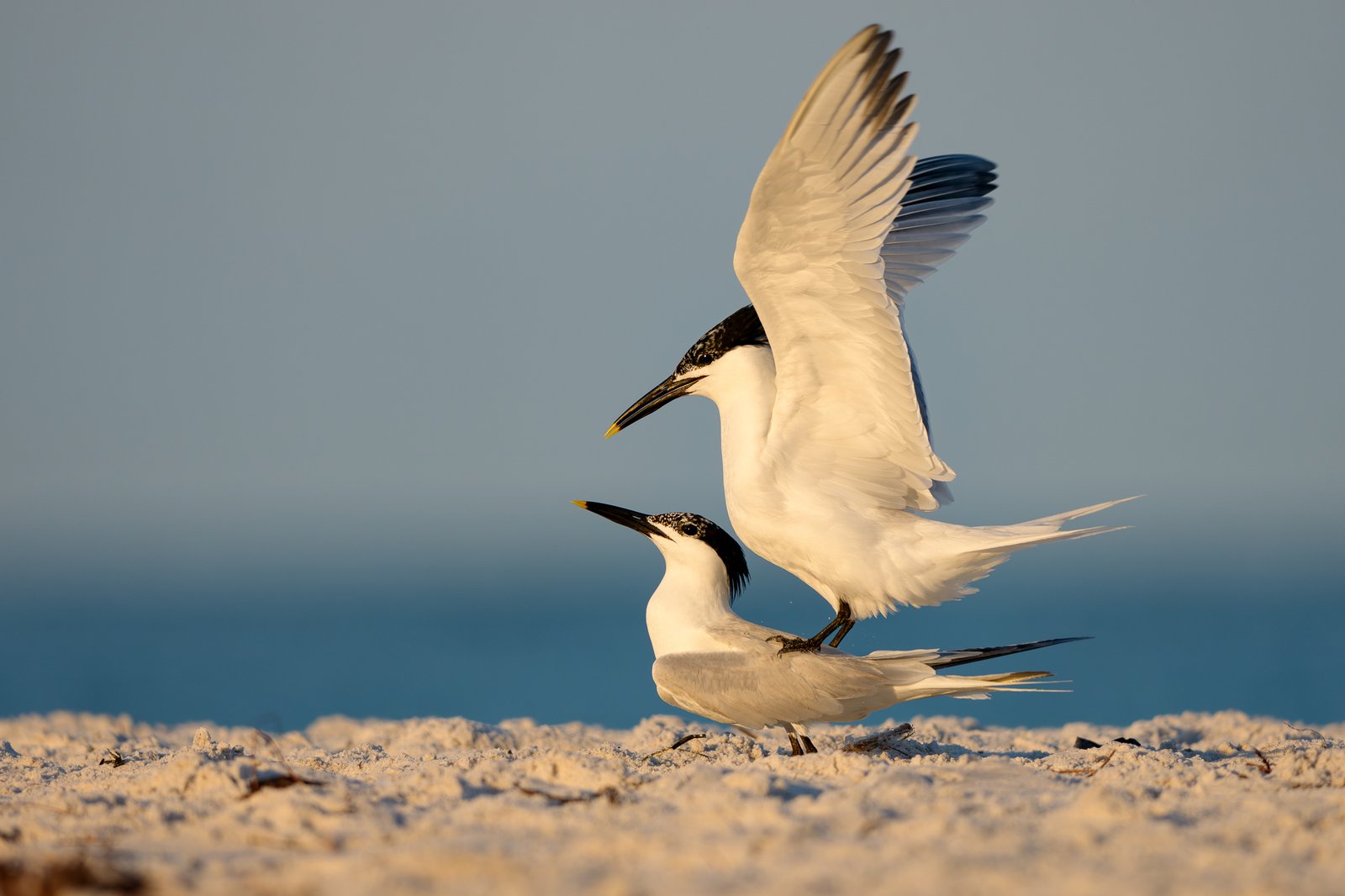 Sandwich Tern